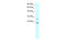 Claudin 9 antibody, 27-905, ProSci, Western Blot image 