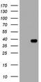 Kallikrein Related Peptidase 8 antibody, LS-C175650, Lifespan Biosciences, Western Blot image 