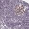 Sterile Alpha Motif Domain Containing 1 antibody, HPA049059, Atlas Antibodies, Immunohistochemistry frozen image 