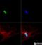 Cyclin-dependent kinase inhibitor 2A, isoform 3 antibody, NB200-106, Novus Biologicals, Immunocytochemistry image 