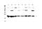 Chromobox 3 antibody, PA5-78928, Invitrogen Antibodies, Western Blot image 