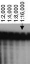 ATP Binding Cassette Subfamily A Member 7 antibody, MA5-24784, Invitrogen Antibodies, Western Blot image 