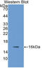 Neuritin 1 antibody, LS-C315003, Lifespan Biosciences, Western Blot image 