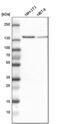 Ubiquitin Specific Peptidase 28 antibody, PA5-52347, Invitrogen Antibodies, Western Blot image 