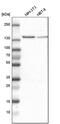 Ubiquitin carboxyl-terminal hydrolase 28 antibody, PA5-52347, Invitrogen Antibodies, Western Blot image 