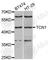 Transcobalamin-1 antibody, A6414, ABclonal Technology, Western Blot image 