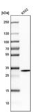 Rhomboid Domain Containing 1 antibody, NBP1-85092, Novus Biologicals, Western Blot image 
