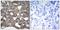 Gap Junction Protein Alpha 1 antibody, GTX50571, GeneTex, Immunohistochemistry paraffin image 