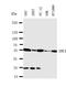 Syndecan 3 antibody, LS-C313242, Lifespan Biosciences, Western Blot image 