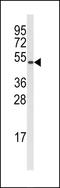 Cyclin B1 antibody, LS-C100240, Lifespan Biosciences, Western Blot image 