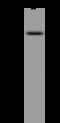 Retinoid X Receptor Beta antibody, 207485-T36, Sino Biological, Western Blot image 