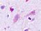 Histamine Receptor H3 antibody, orb85050, Biorbyt, Immunohistochemistry paraffin image 