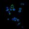 CD1a Molecule antibody, NBP2-37622, Novus Biologicals, Immunofluorescence image 