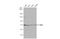 Protein Tyrosine Phosphatase Non-Receptor Type 11 antibody, GTX01144, GeneTex, Western Blot image 