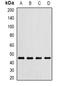 Lipase F, Gastric Type antibody, abx141937, Abbexa, Western Blot image 