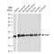 Phosphatidylethanolamine-binding protein 1 antibody, GTX02846, GeneTex, Western Blot image 
