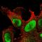 DNA polymerase delta subunit 3 antibody, HPA058846, Atlas Antibodies, Immunofluorescence image 