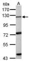 Exonuclease 1 antibody, GTX109891, GeneTex, Western Blot image 