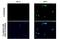 Androgen Receptor antibody, GTX636638, GeneTex, Immunohistochemistry paraffin image 