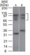 Nuclear Factor Of Activated T Cells 1 antibody, GTX45916, GeneTex, Western Blot image 