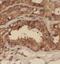 Dynactin Subunit 5 antibody, FNab02275, FineTest, Immunohistochemistry frozen image 