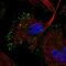 Reelin antibody, PA5-65442, Invitrogen Antibodies, Immunofluorescence image 