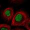 Methyltransferase Like 1 antibody, HPA050450, Atlas Antibodies, Immunofluorescence image 