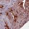 Podocalyxin Like antibody, NBP2-52912, Novus Biologicals, Immunohistochemistry frozen image 