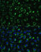 Mitochondrial Translational Initiation Factor 2 antibody, 16-589, ProSci, Immunofluorescence image 