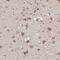 Nucleoporin 43 antibody, HPA027291, Atlas Antibodies, Immunohistochemistry frozen image 