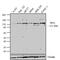 Insulin Receptor Substrate 1 antibody, PA1-1057, Invitrogen Antibodies, Western Blot image 