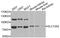 Solute Carrier Family 13 Member 2 antibody, orb374151, Biorbyt, Western Blot image 