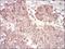 Cyclin A2 antibody, NBP2-52436, Novus Biologicals, Immunohistochemistry frozen image 