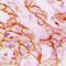 Transmembrane Channel Like 7 antibody, orb215588, Biorbyt, Immunohistochemistry paraffin image 