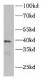 Family With Sequence Similarity 50 Member A antibody, FNab02988, FineTest, Western Blot image 