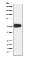 CD27 Molecule antibody, M01148-3, Boster Biological Technology, Western Blot image 