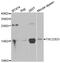 TSC22 Domain Family Member 3 antibody, abx005201, Abbexa, Western Blot image 