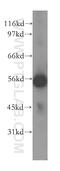 Src kinase-associated phosphoprotein 2 antibody, 12926-1-AP, Proteintech Group, Western Blot image 