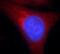 CLDN11 antibody, FNab01733, FineTest, Immunofluorescence image 