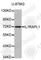 Interleukin 1 Receptor Accessory Protein Like 1 antibody, A3378, ABclonal Technology, Western Blot image 