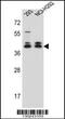 DMRT Like Family C2 antibody, 56-852, ProSci, Western Blot image 