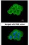 Mitogen-Activated Protein Kinase Kinase Kinase Kinase 5 antibody, PA5-22016, Invitrogen Antibodies, Immunofluorescence image 