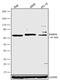 Forkhead Box N1 antibody, 720152, Invitrogen Antibodies, Western Blot image 