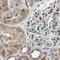 Protein S antibody, NBP1-87218, Novus Biologicals, Immunohistochemistry paraffin image 