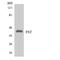Follistatin antibody, LS-B14665, Lifespan Biosciences, Western Blot image 
