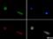 Hypoxia Inducible Factor 1 Subunit Alpha Inhibitor antibody, NBP1-30333, Novus Biologicals, Immunocytochemistry image 