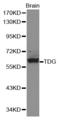 Thymine DNA Glycosylase antibody, LS-C335140, Lifespan Biosciences, Western Blot image 