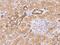 Transmembrane Protein 248 antibody, 206545-T08, Sino Biological, Immunohistochemistry frozen image 