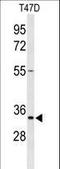 Tetraspanin 33 antibody, LS-C160268, Lifespan Biosciences, Western Blot image 