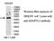 Angiopoietin Like 3 antibody, MBS415700, MyBioSource, Western Blot image 